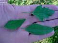 Chenopodium album